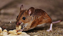 24 Hour & Emergency Exterminators in Watertown, IL